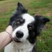 Armband "paw"