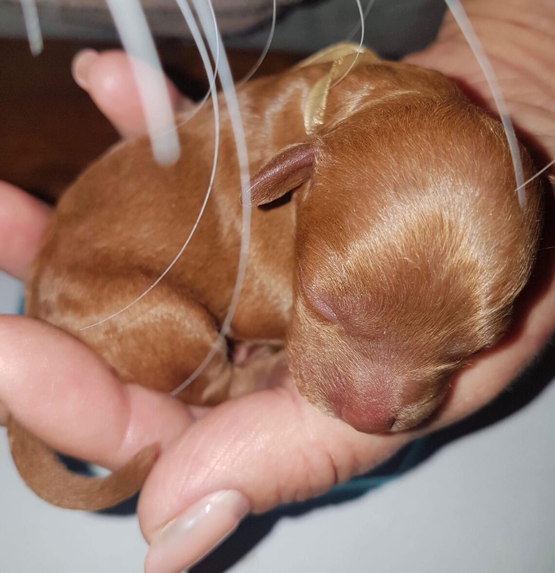 Pup
